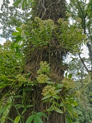 Epidendrum melistagum