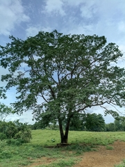 Platymiscium