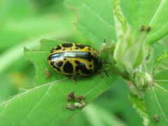 Calligrapha pantherina