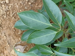 Platymiscium