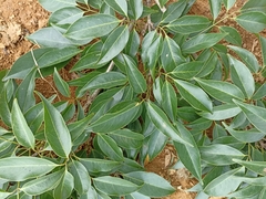 Platymiscium