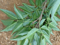 Platymiscium