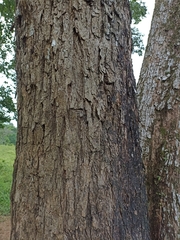 Platymiscium