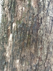 Platymiscium