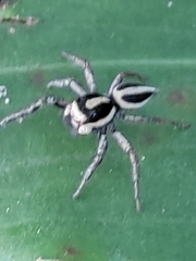 Leptofreya ambigua