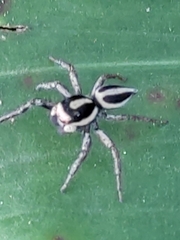 Leptofreya ambigua