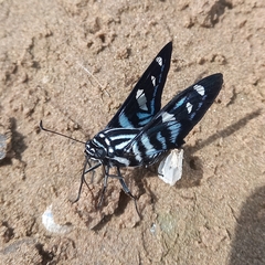 Jemadia