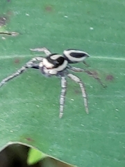 Leptofreya ambigua