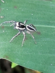 Leptofreya ambigua