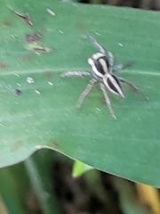 Leptofreya ambigua
