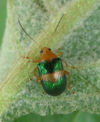 Chalcophana cincta