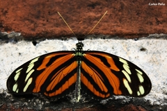 Heliconius ismenius