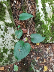 Omphalodes cappadocica