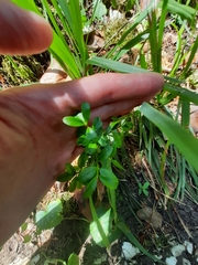 Buxus colchica