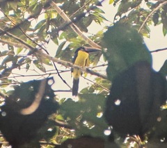 Pteroglossus viridis