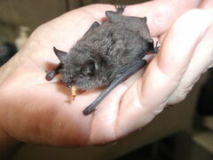 Myotis sodalis