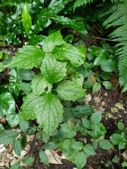 Dichrocephala integrifolia