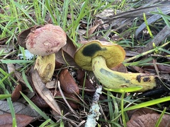 Pulchroboletus rubricitrinus image