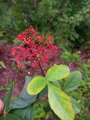 Cissus erosa
