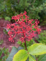 Cissus erosa