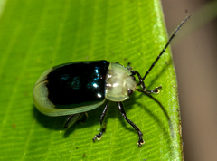 Asphaera boliviensis