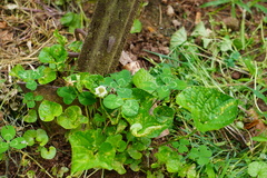 Puccinia violae