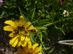 Grapholita tristrigana