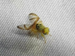 Procecidocharoides penelope