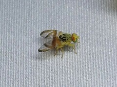 Procecidocharoides penelope