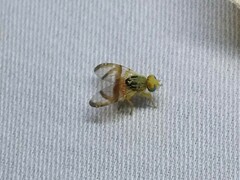 Procecidocharoides penelope