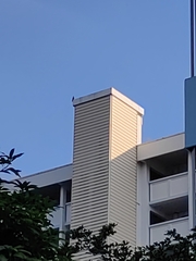 Corvus splendens splendens