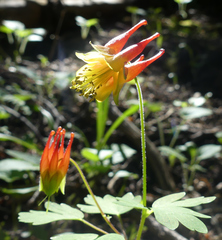 Aquilegia elegantula