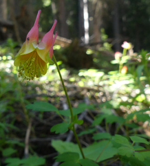 Aquilegia elegantula