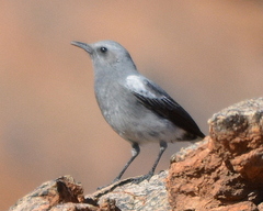 Mountain Wheatear photo 3