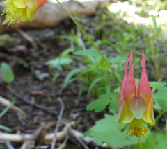 Aquilegia elegantula