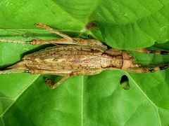 Ancistrocercus