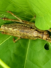 Ancistrocercus
