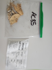 Amanita magnivelaris