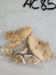 Amanita magnivelaris