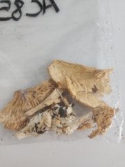 Amanita magnivelaris