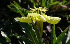 Oenothera flava
