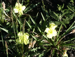 Oenothera flava
