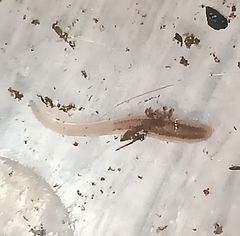 Erpobdella octoculata