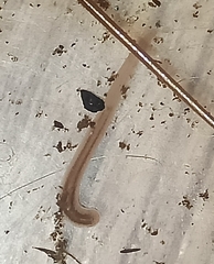 Erpobdella octoculata