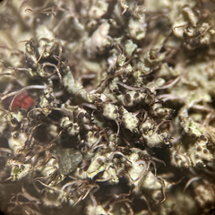 Intralichen christiansenii