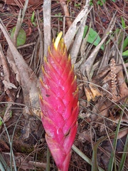 Tillandsia lampropoda