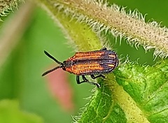 Pentispa vittatipennis