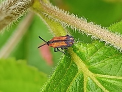 Pentispa vittatipennis