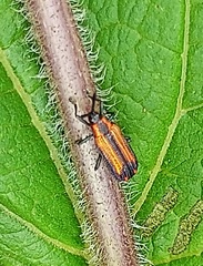 Pentispa vittatipennis