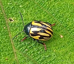 Leptinotarsa flavitarsis